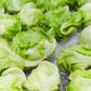 Fresh Iceberg Lettuce by RawJoy - 3 Pound, Crisp and Fresh, Ideal for Salads and Sandwiches
