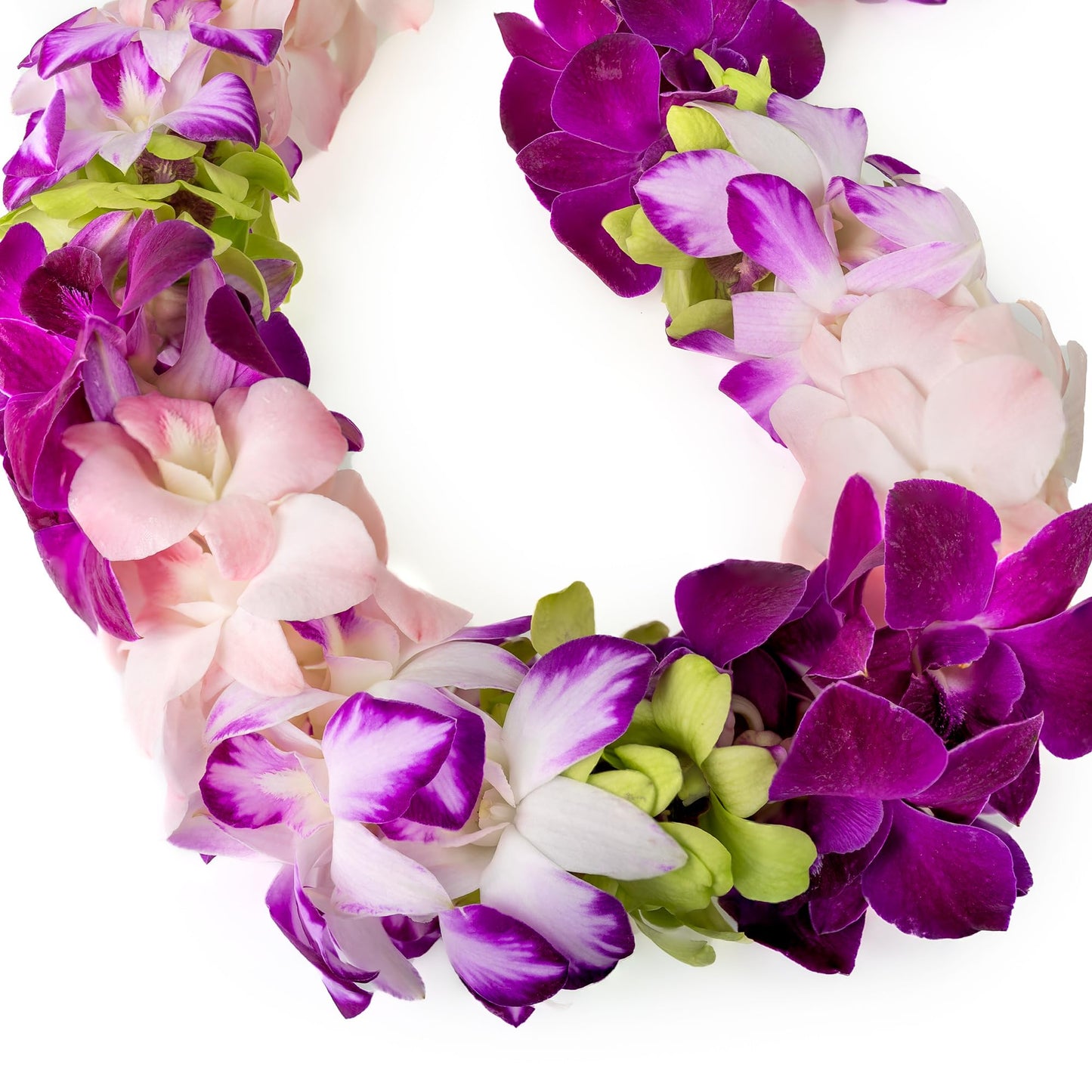 Generic Fresh Cut Orchids Flower Leis, Double Strand, Purple & Pink, Model Splash
