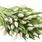 Blooms2Door Fresh Flowers - 50 White Tulips - Farm-Fresh, Cut-to-Order - Model KBDF1290-V999-A999
