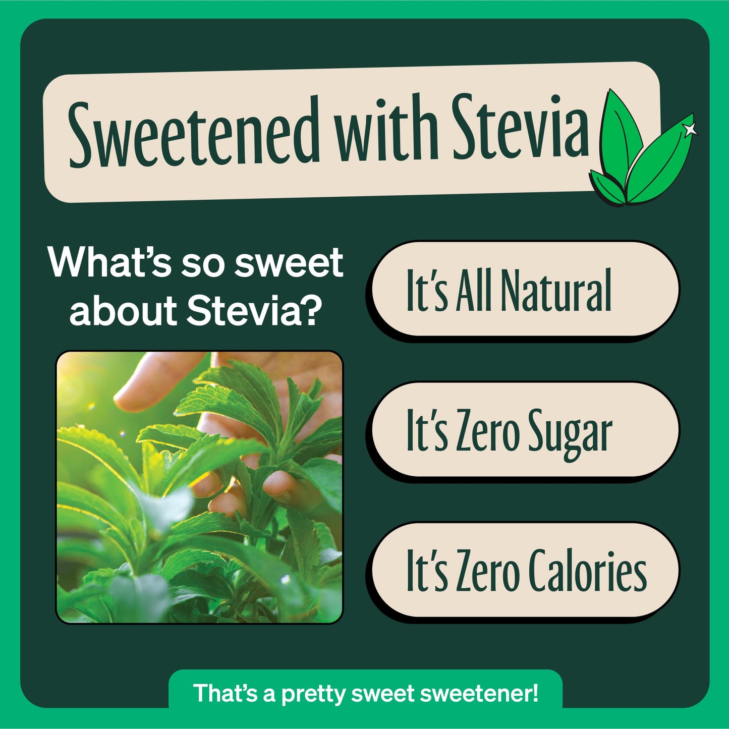Zevia Zero Sugar Tea, Black Tea with Raspberry, 12 oz Cans (12-Pack) - Naturally Sweetened, Zero Calorie Sugar Free - Non-GMO Pr