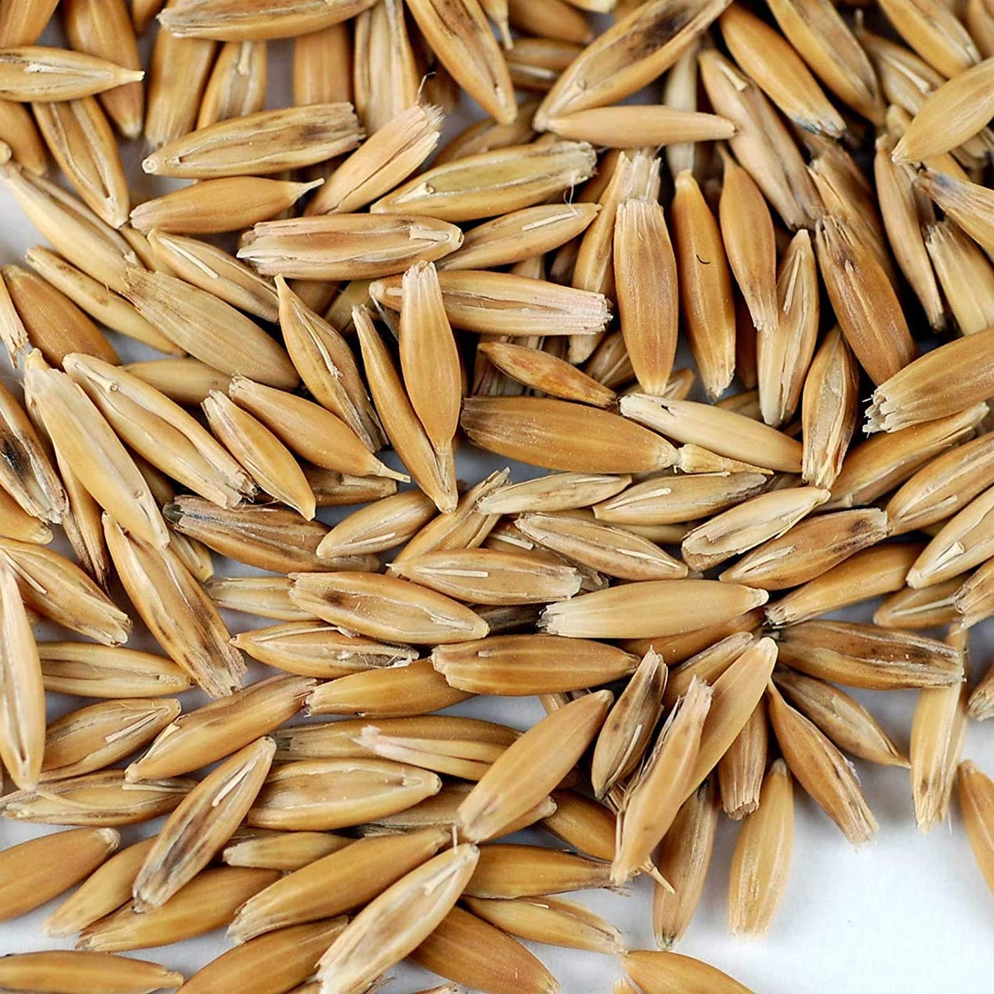 25 Lb Bulk Non-Gmo Organic Whole Oat Groats (W/Husk) - Gluten Free Organic Oats - Whole Oats Organic For Sprouts, Steel Cut Oats