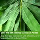Dried Bamboo Whole Leaves, Bamboo Leaf, Sugar Free, Gluten Free, Whole Big Leaves, Bamboo Leaf For Cooking