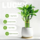3 Stalks Lucky Bamboo Plants Indoor Live - Multi-Height Set (2x6 & 1x8   ) for Good Luck & Prosperity - Easy Care Houseplant, Ho