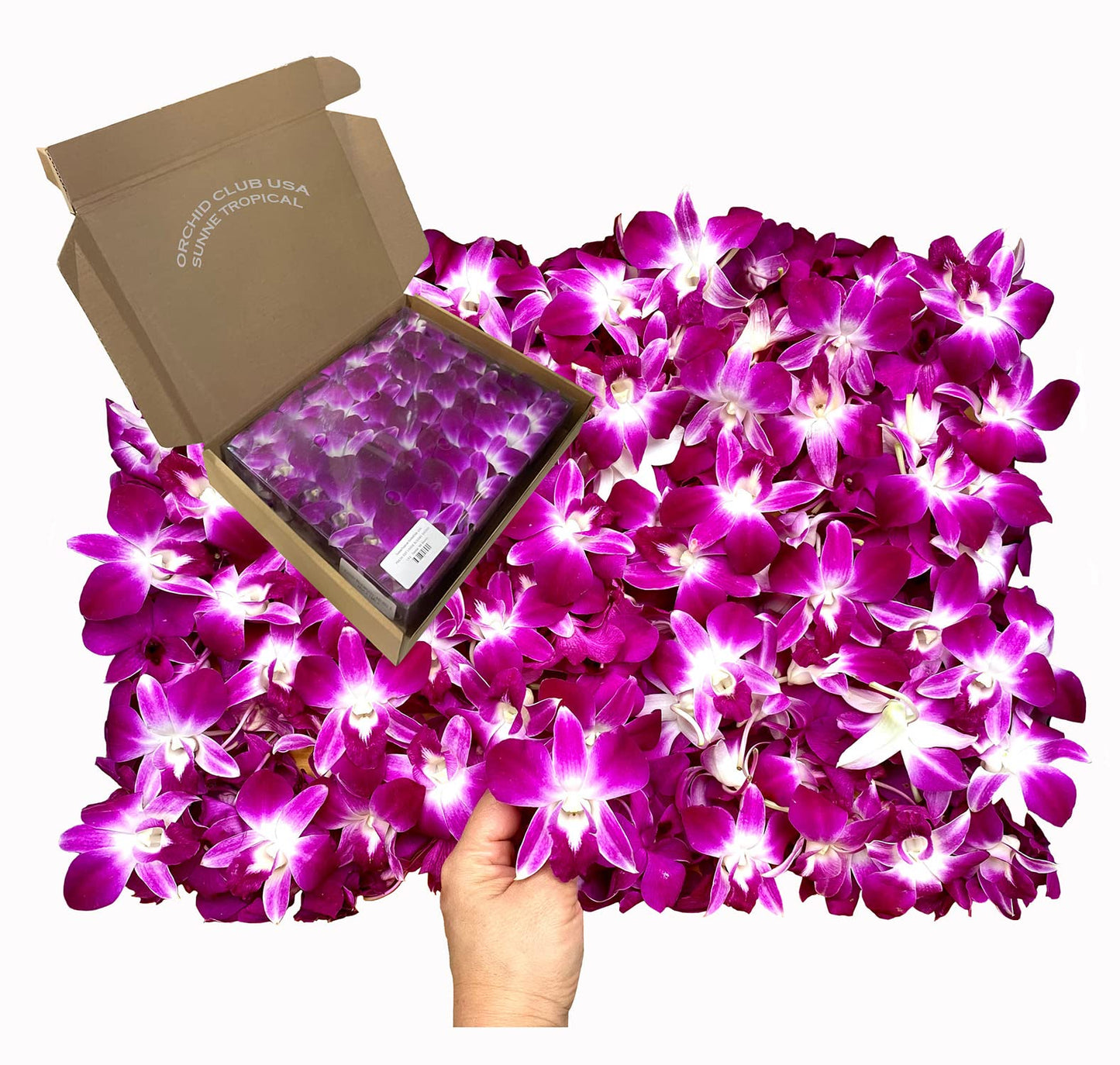 Sunne Tropical Fresh Orchid Loose Bloom Flowers 100 PURPLE for DIY Lei and Decorations