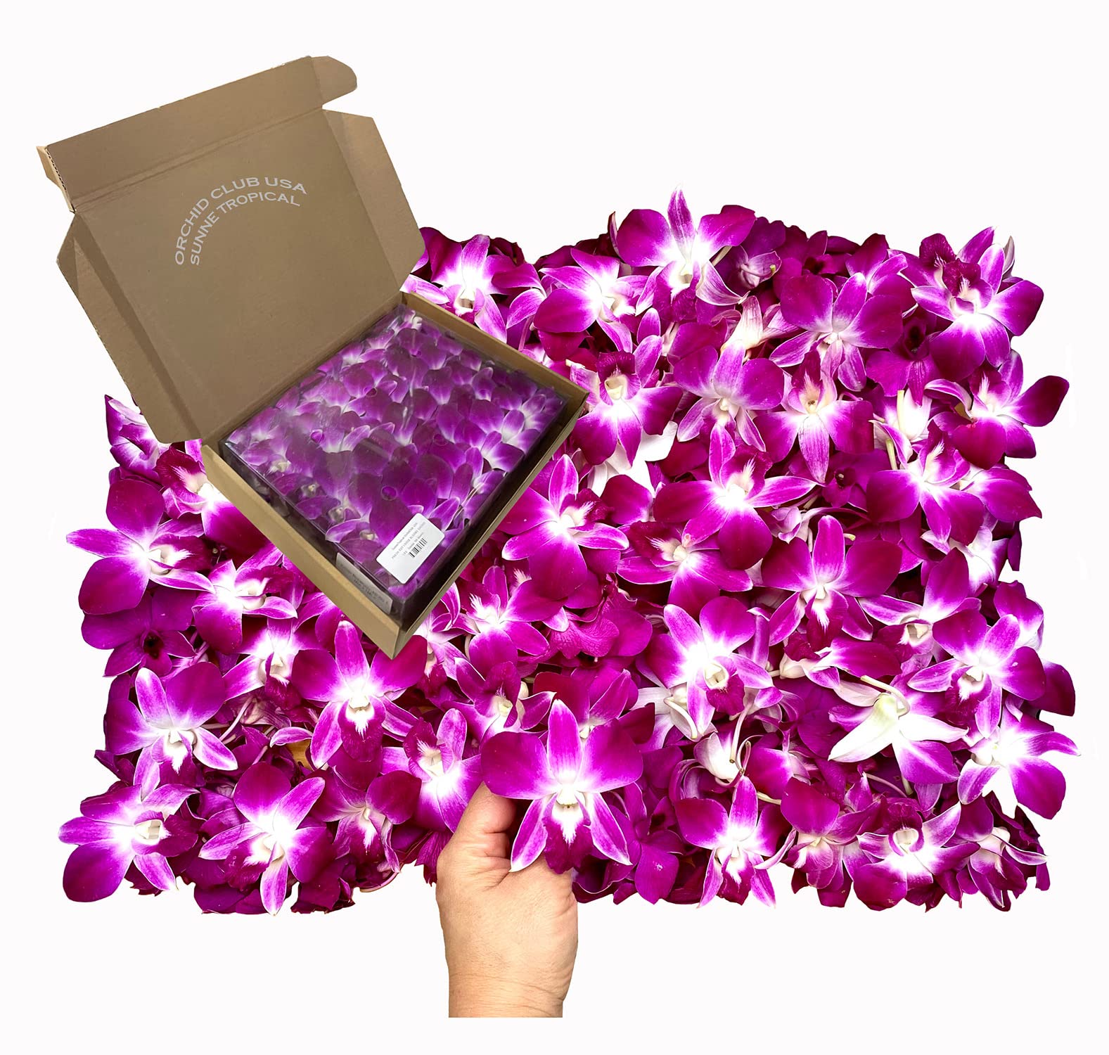 Sunne Tropical Fresh Orchid Loose Bloom Flowers 100 PURPLE for DIY Lei and Decorations