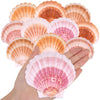 10Pcs Large Natural Scallop Shells  4-4.5 Large Sea Shells Pink & Yellow For Crafts  Baking  Beach Wedding  Diy Comfort Supportting  Ocean Themed Party And Coastal Home Decor
