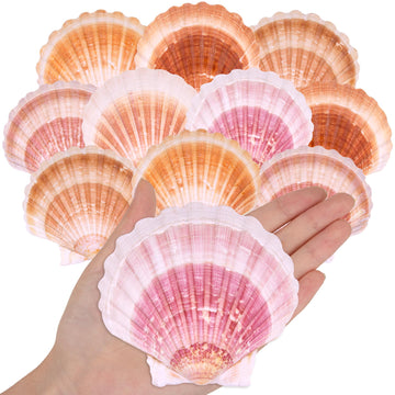 10Pcs Large Natural Scallop Shells  4-4.5 Large Sea Shells Pink & Yellow For Crafts  Baking  Beach Wedding  Diy Comfort Supportting  Ocean Themed Party And Coastal Home Decor