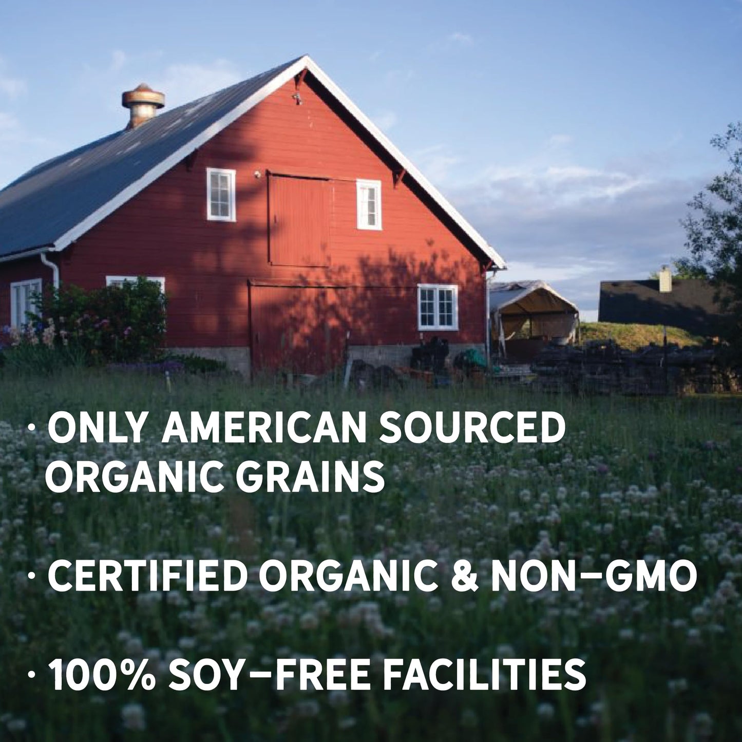 New Country Organics | Organic Wheat, Unmilled | Certified Organic And Non-Gmo | Feed Grade | 40 Lbs