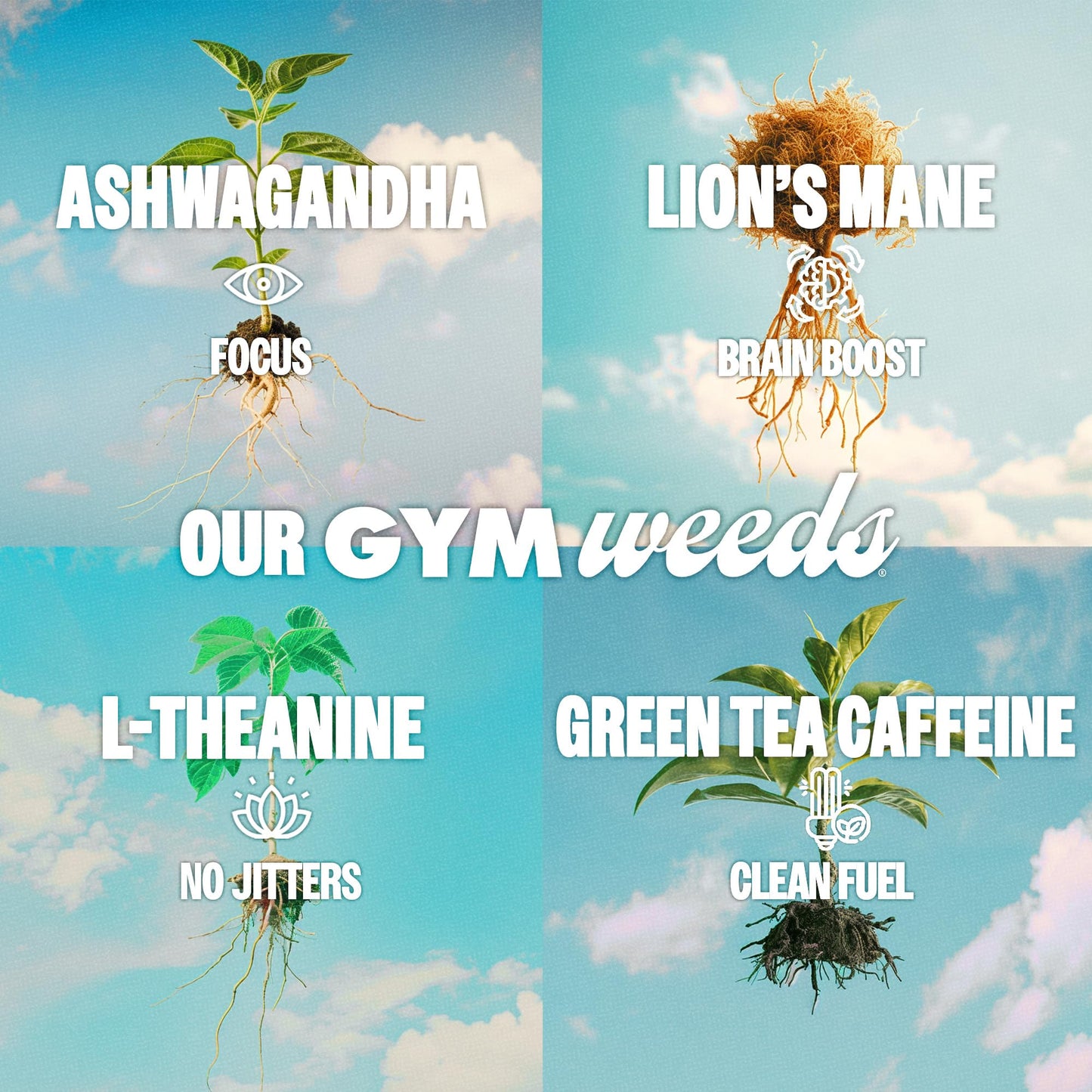 GYM  Athletic Focus Drink with KSM-66 Ashwagandha  Lions Mane Mushroom  L-Theanine  200mg Green Tea Caffeine with Natural Sweeteners Sour and Sweet Variety of Flavors  12 Pack