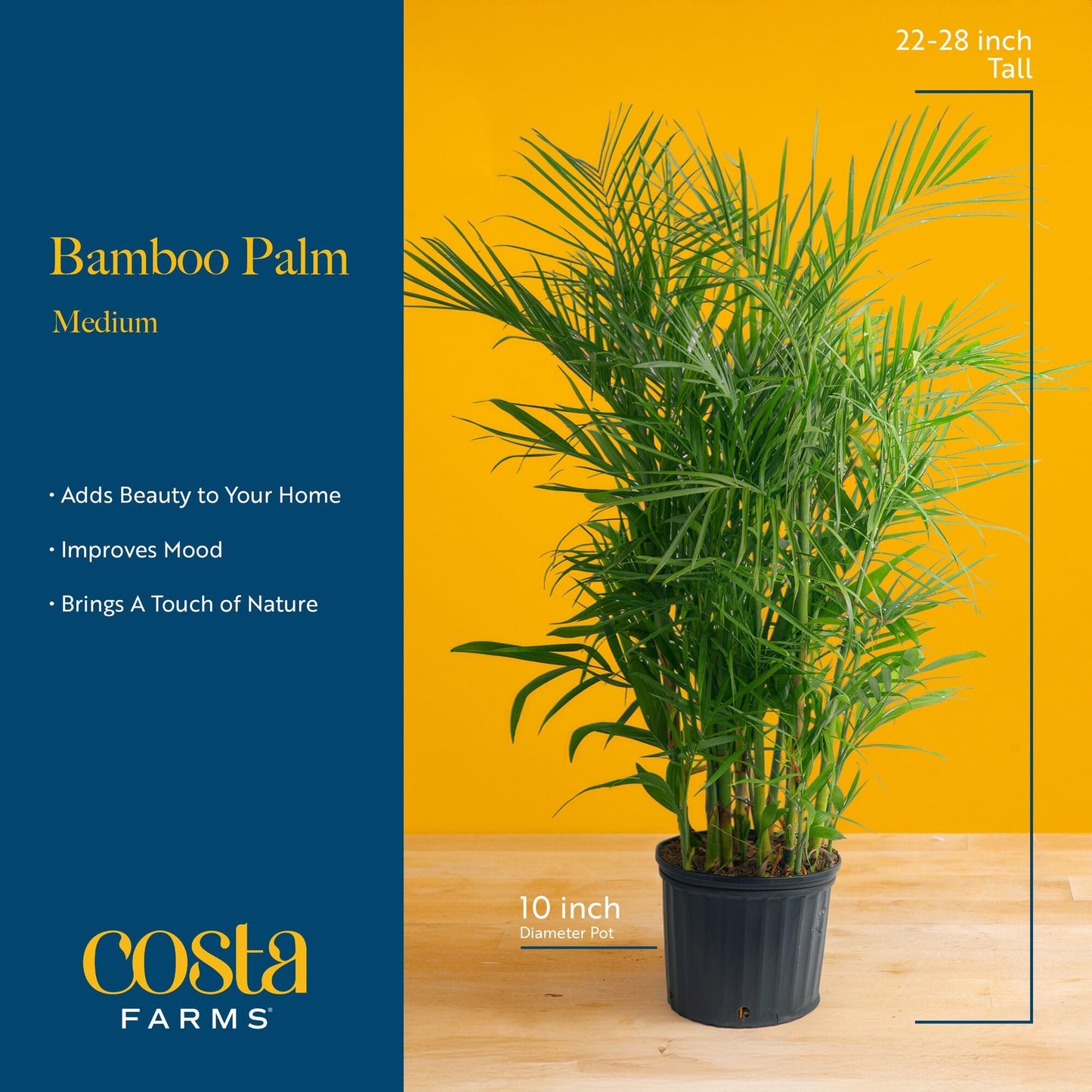Costa Farms Bamboo Palm Live Plant in Decorative Pot, Air Purifying Large Indoor Houseplant, Perfect for Home, Room, or Office D