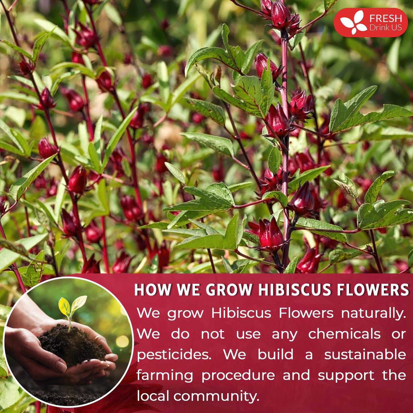 FRESHDRINKUS Premium Hibiscus Flower Powder, 100% Natural, 16oz, No Additives, Vegan