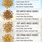 Palouse Brand Certified Glyphosate Residue Free | Soft White Wheat Berries | 36 LBS | Family Farmed in Washington State | Sprout
