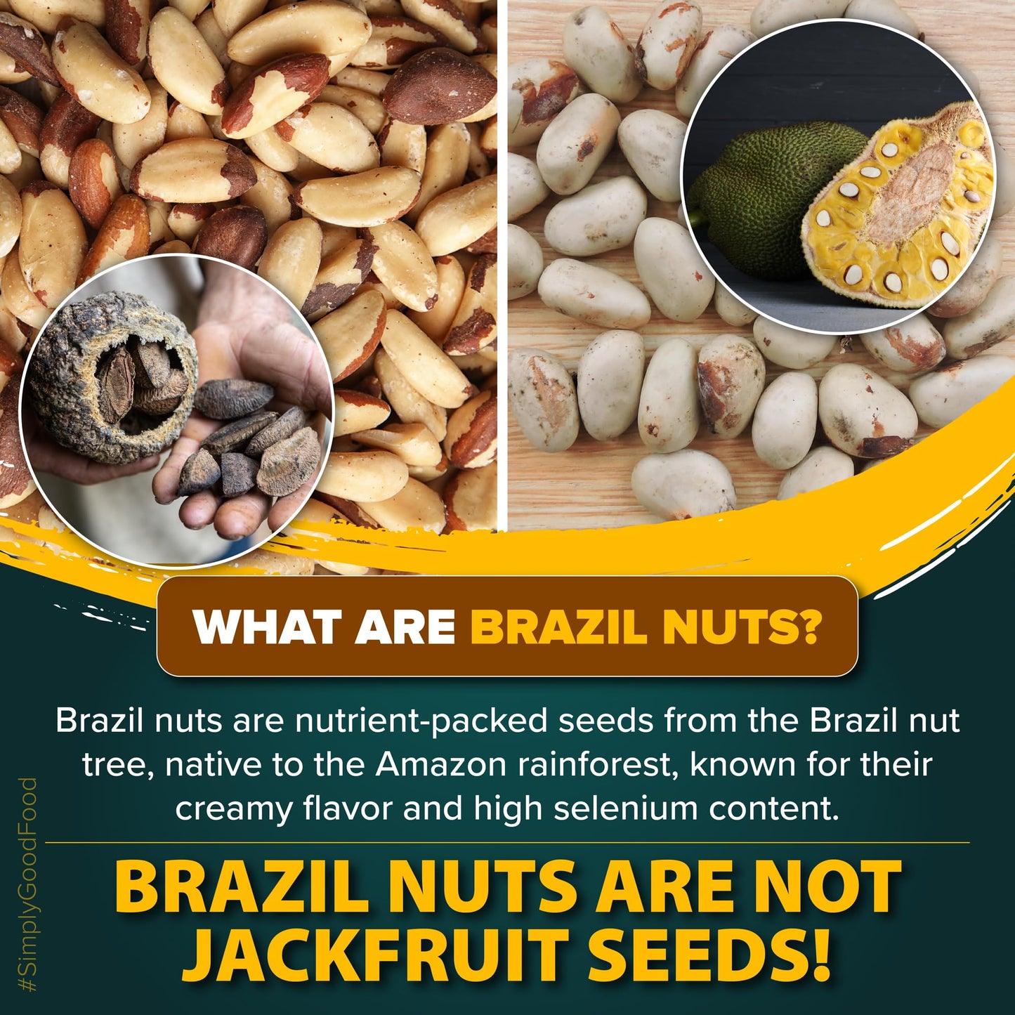 Urban Platter Exotic Raw Brazil Nuts | 3.53 Oz (100G) | Natural, Organic, Fresh, Shelled & Unsalted | Crunchy, Delicious & Healthy Party Snack | Ideal For Gift Giving, Dessert Or Baking