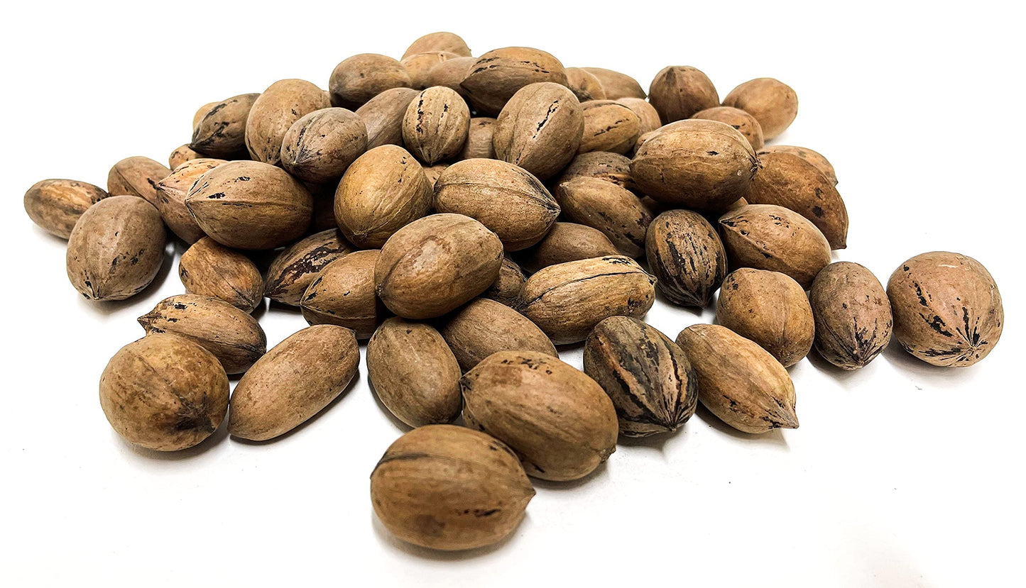 20 lbs - Texas Squirrel Pecans Inshell | Pecans.com | UNABLE TO SHIP INSHELL PECANS TO CALIFORNIA OR ARIZONA