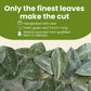 Tropical Teahouse 250+ Soursop Dried Leaves, 3Oz Enhanced Graviola Leaves, 100% Pure Guanabana Leaves, Handpicked, Gluten Free, Caffeine Free, Sugar-Free