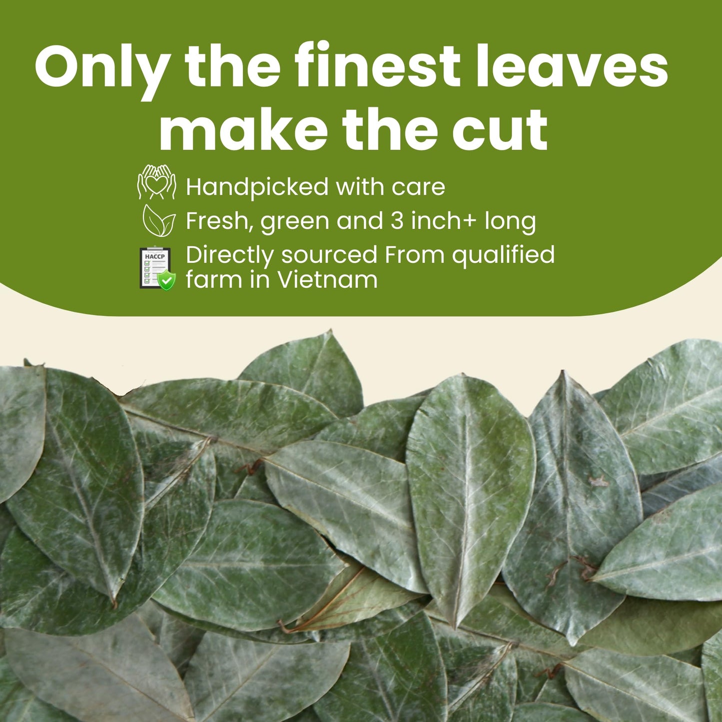 Tropical Teahouse 250+ Soursop Dried Leaves, 3Oz Enhanced Graviola Leaves, 100% Pure Guanabana Leaves, Handpicked, Gluten Free, Caffeine Free, Sugar-Free