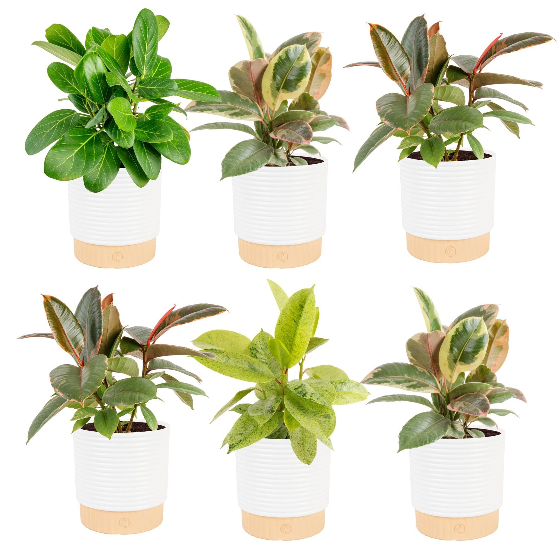 Costa Farms Indoor Live Plants in Decorative Pot, Indoor Houseplant, Perfect for Home, Room, or Office Decor, Great House Warmin