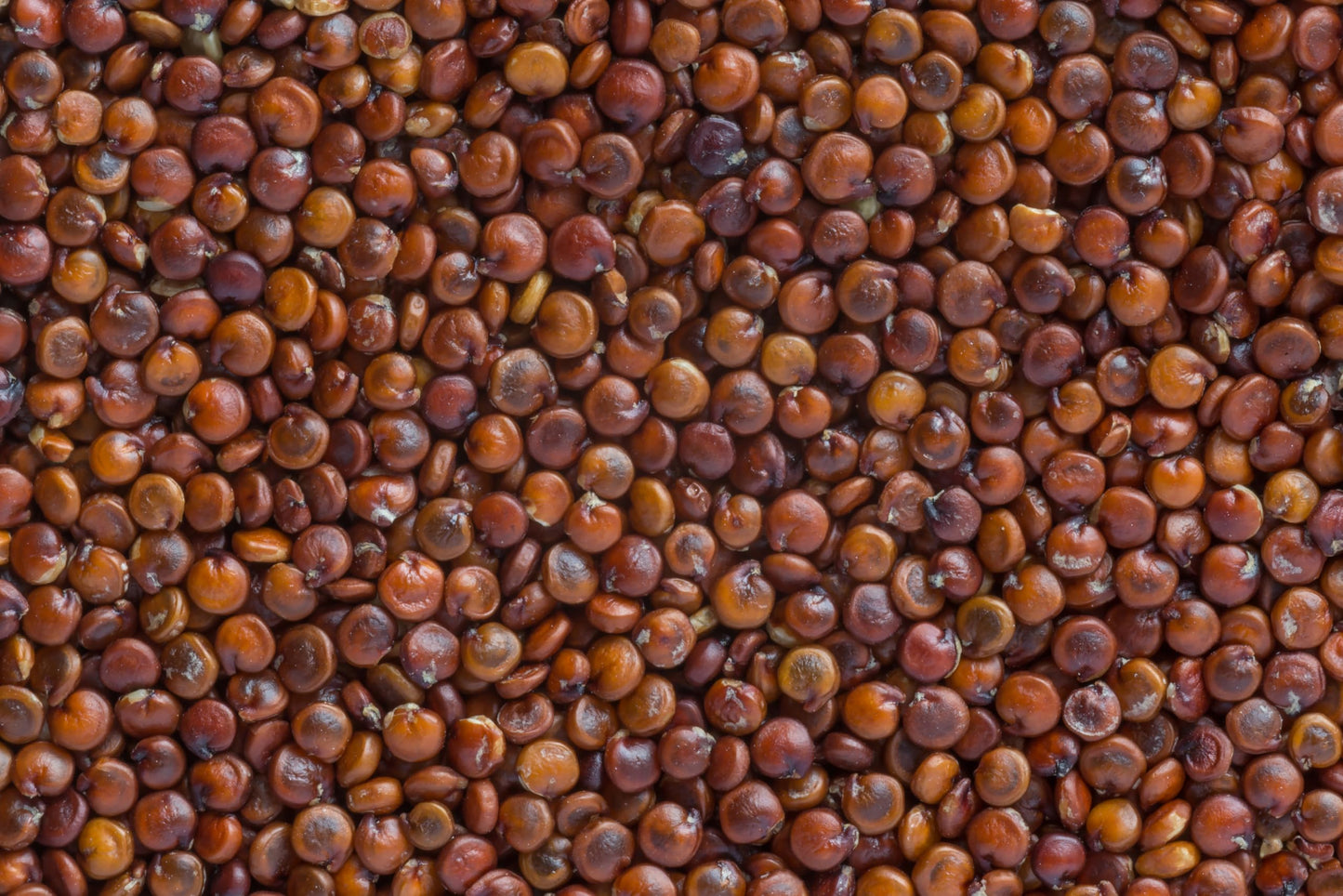 Fresh Red Quinoa By RawJoy | Organic Fresh Red Quinoa Beans, 35 Pound