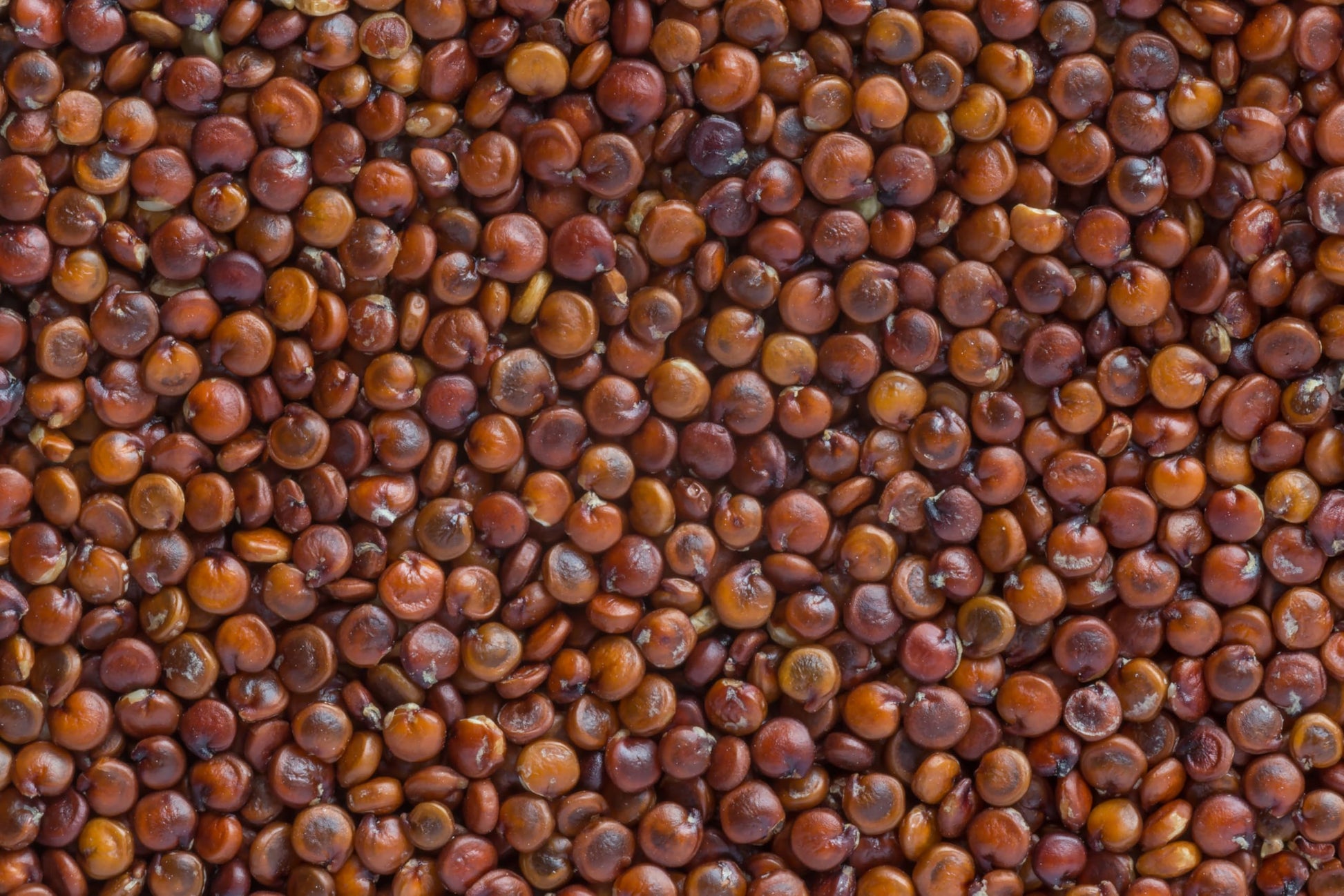 Fresh Red Quinoa By RawJoy | Organic Fresh Red Quinoa Beans, 35 Pound