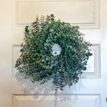 Fresh Eucalyptus Wreath Living Leaves 24'' [California] Baby Blue Variety [Shipped Overnight] For Front Door Natural Wreath For