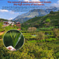 Yuexi Dan Cong Tea Oolong Tea Loose Leaf 4.23Oz/120G Top-Grade Chaozhou Phoenix Mountain Tea Rich Flavor Orchid Fragrance