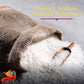 PONLEE Golden Phoenix Pure Jasmine Rice, 100% Thai, 10 Pound Pack