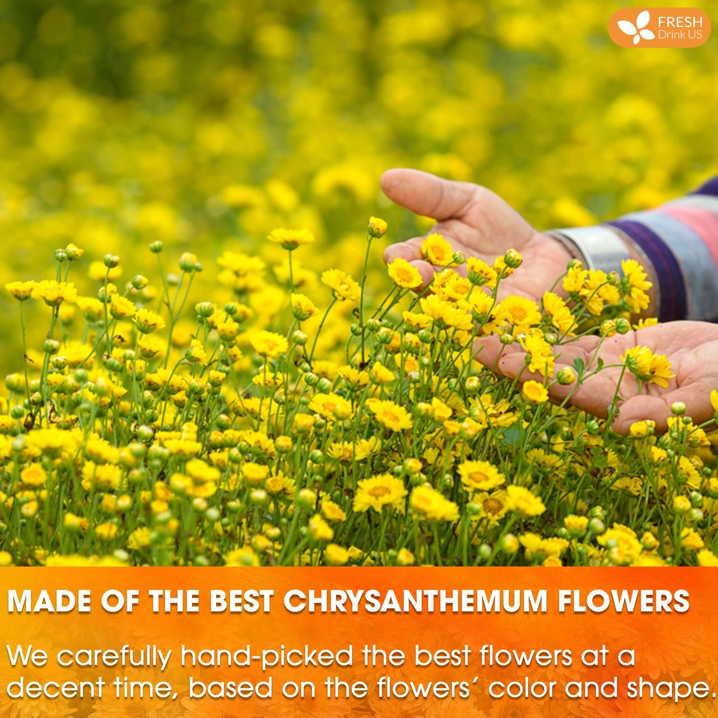 FRESHDRINKUS Chrysanthemum Flower Tea Bags - 120 Count, 100% Natural, Herbal, Vegan, No Sugar, No Caffeine, Eco-Conscious