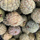 Sugar Apple Fruit 3 LBS