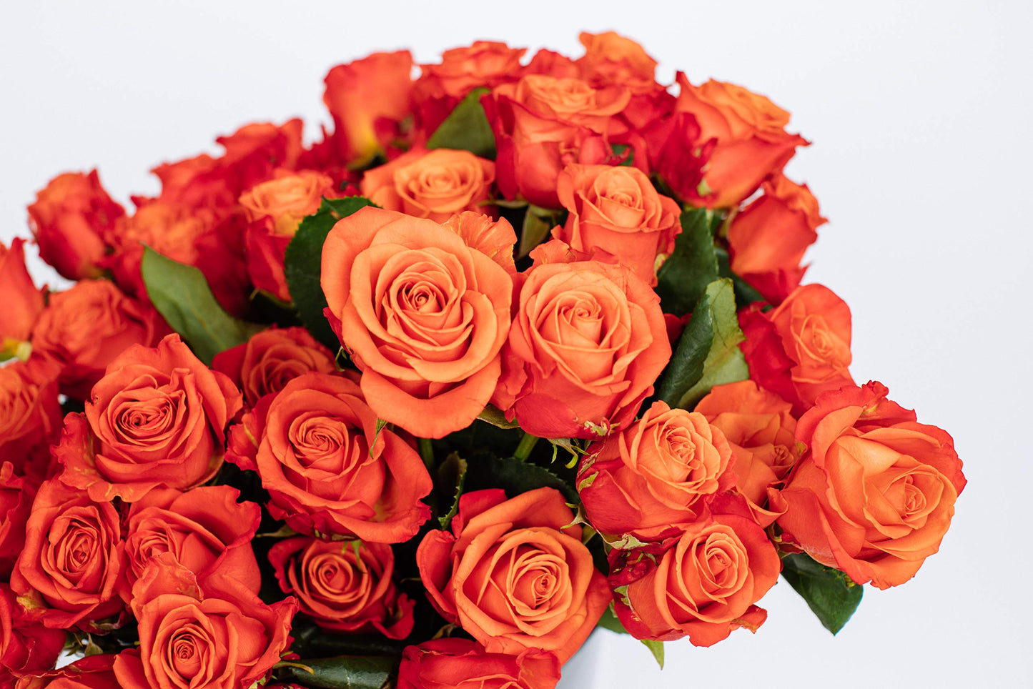 Benchmark Bouquets - 50 Stem Enhanced Orange Roses (2 Bundles Of 25; Vase Not Included) - Fresh Flowers For Delivery - Gift For Graduation, Birthday, Anniversary, Sympathy, Get Well, Congratulations