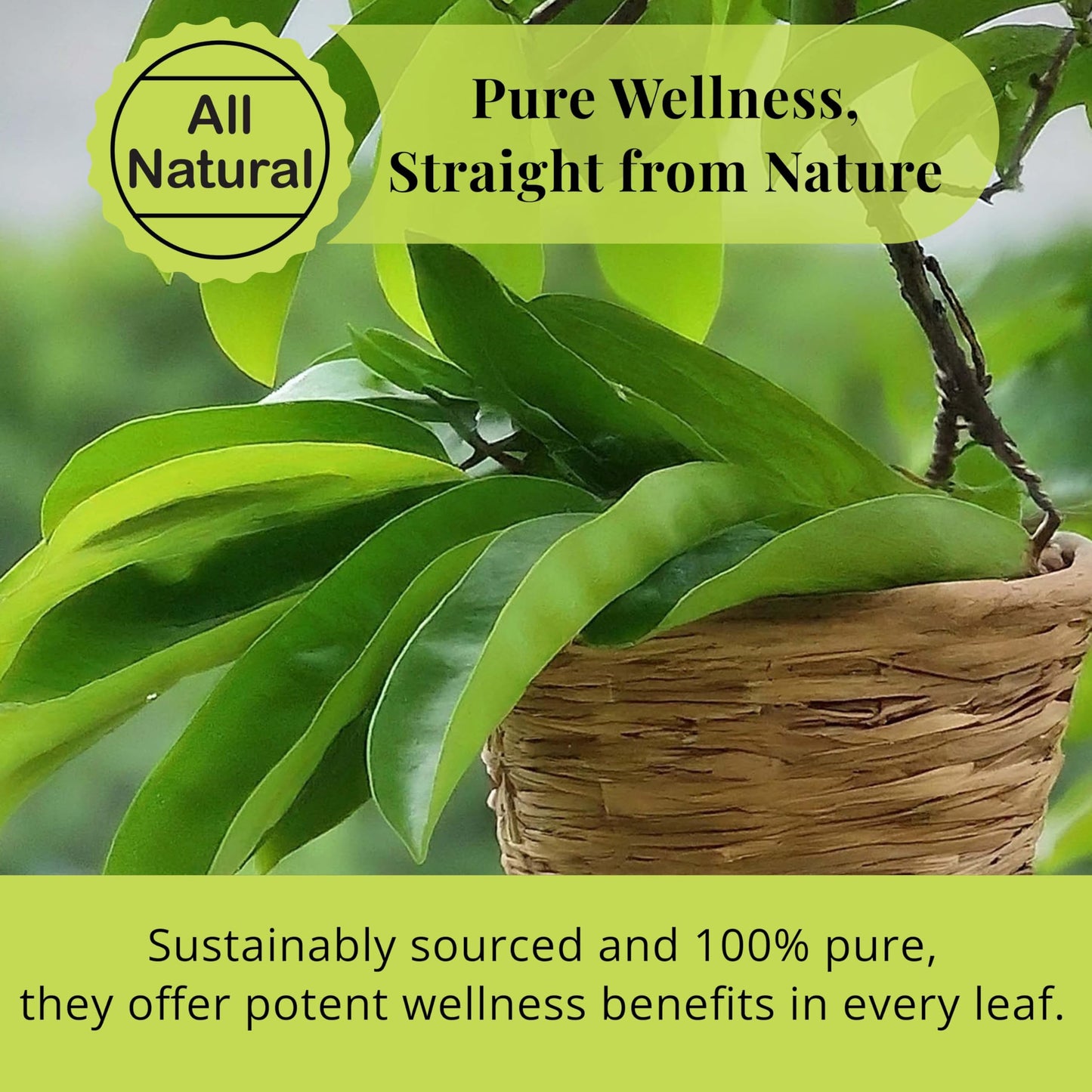 Akshit Dried Soursop Leaves, Whole Graviola Leaves, Non-GMO, Caffeine-Free Tea, 2.6 Ounce