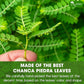 Dried Chanca Piedra Leaves, Chanca Piedra Tea “Stone Breaker” Tea Bags