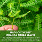 TOG999 Chanca Piedra Tea Bags - 100% Natural, 60 Dried Leaves, Vegan, No Sugar, No Caffeine, No Gluten