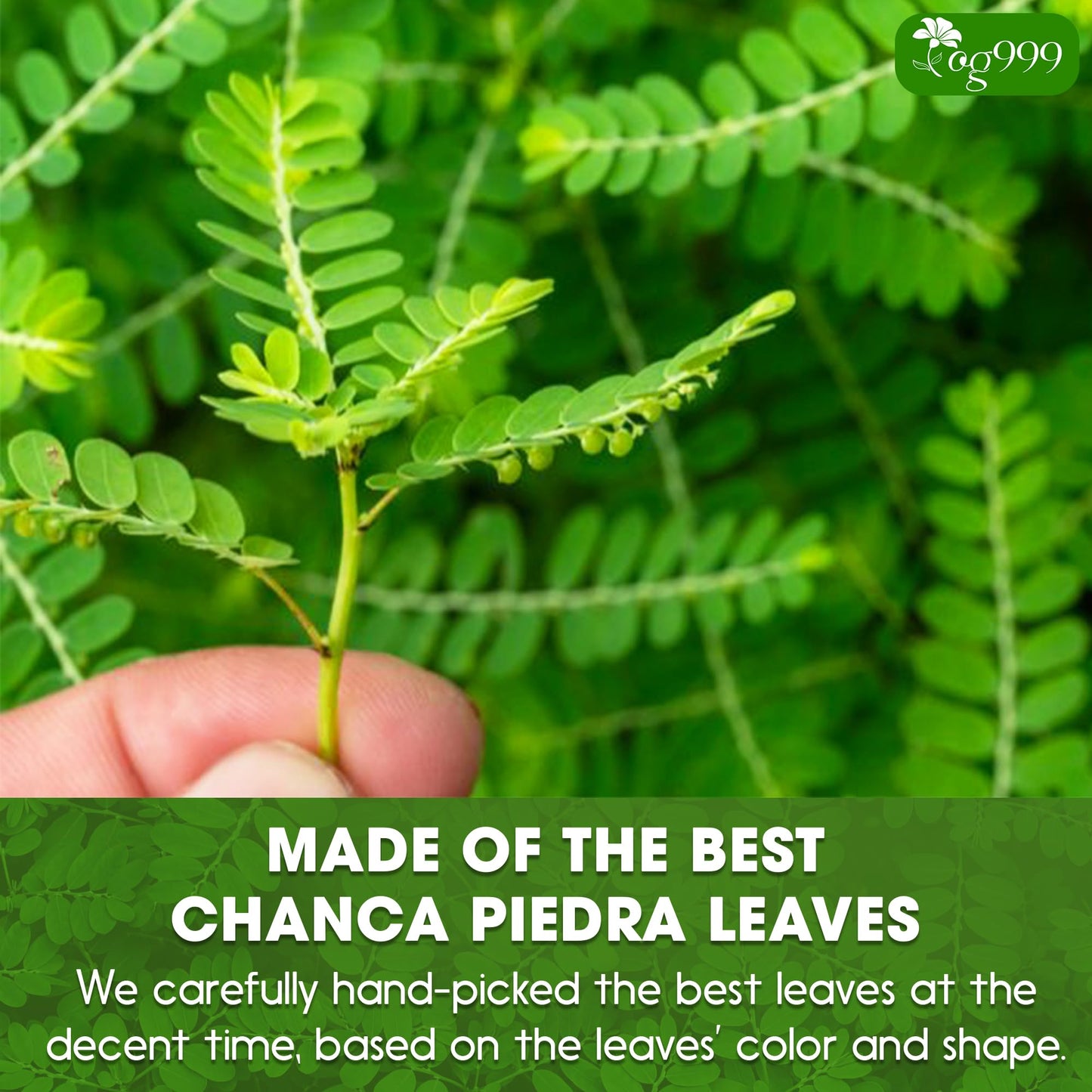 TOG999 Chanca Piedra Tea Bags - 100% Natural, 60 Dried Leaves, Vegan, No Sugar, No Caffeine, No Gluten