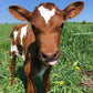 Maple Hill Crea mery, 100% Grass Fed Organic Kefir, Vanilla, oz 32 Ounce