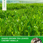 Teelux Vanilla Matcha Green Tea Powder, First Harvest Premium Matcha + Delicate Vanilla Powder, Flavorful & Aromatic, Hot Or Ice