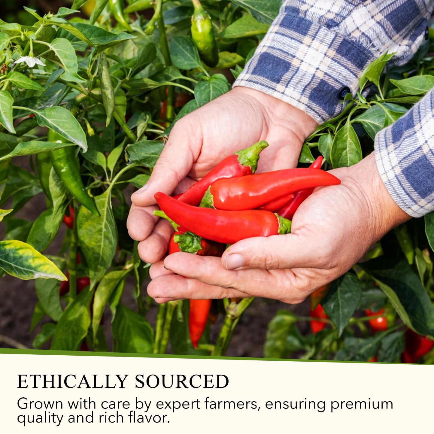 ALPONT GOURMET Crushed Red Pepper, All Natural, Non-GMO, 11oz (311g)