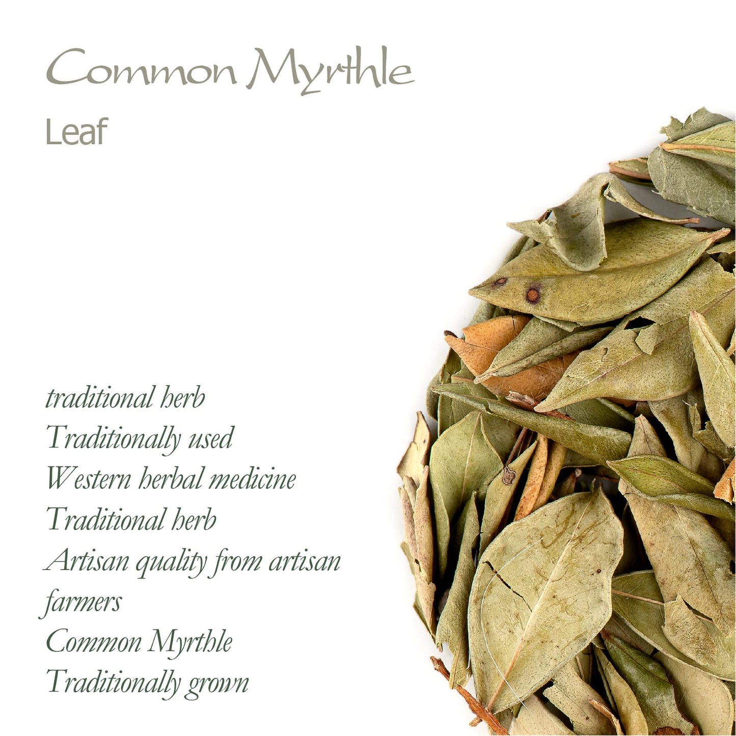 Myrtle Dried Herb Leaf - Loose Leaves From Common Myrtle Myrtus Communis Myrtle Dry Leaf Myrtle Leaf Myrtle Dry Leaves Myrtle Le