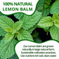 VIDA FARM Lemon Balm Herbal Tea Bags, Caffeine Free, 125 Count, 100% Natural Dried Leaves, Citrus Flavor