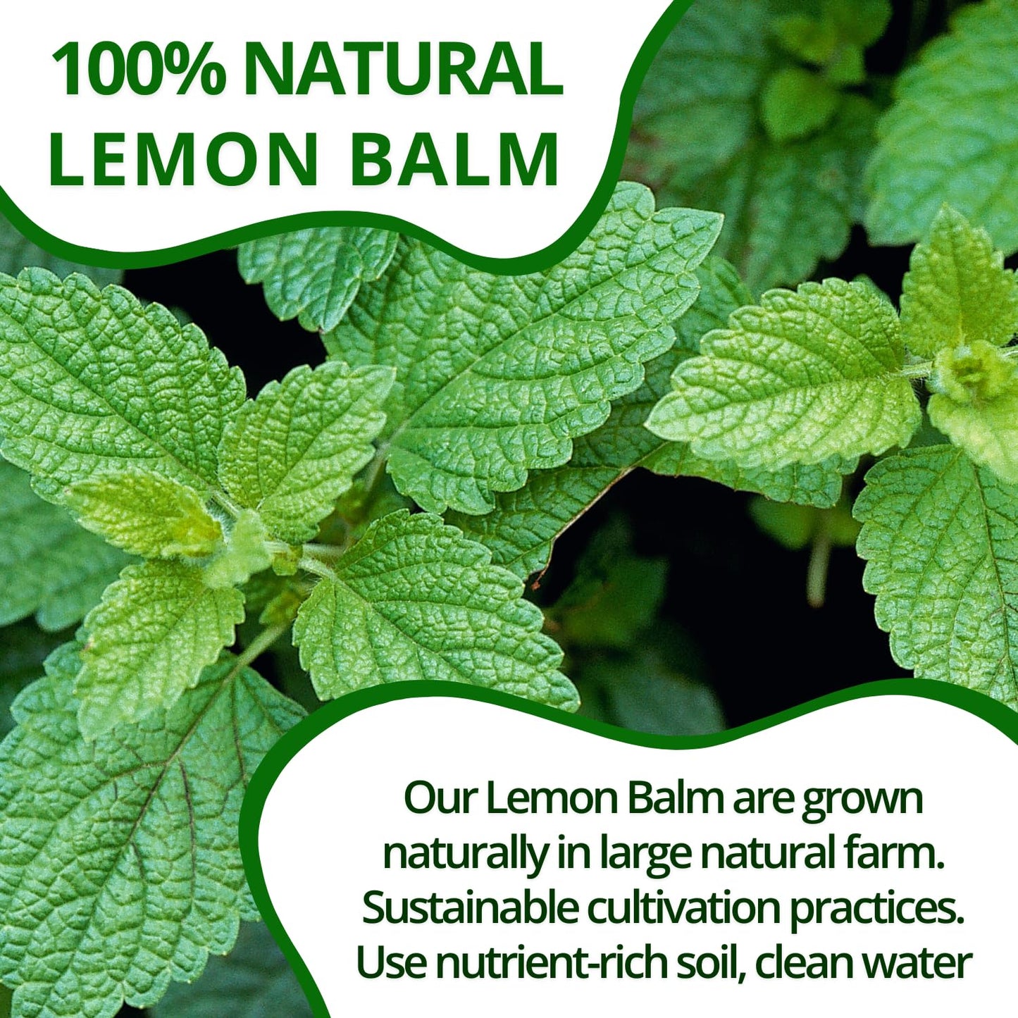 VIDA FARM Lemon Balm Herbal Tea Bags, Caffeine Free, 125 Count, 100% Natural Dried Leaves, Citrus Flavor
