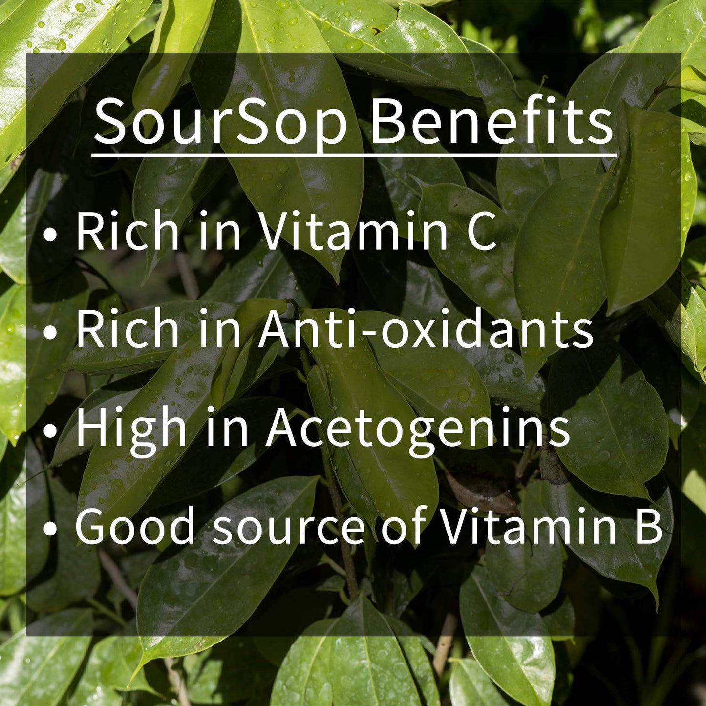 Soursop Tea By Source Nutrition - Pure Graviola Tea, Cut And Sifted Leaves, High In Acetogenins - 30 Tea Bags With Resealable Pouch (Soursop Tea)