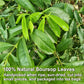 FullChea Soursop Leaves Tea Bags - 40 Count - Non-GMO, Caffeine-free, Improve Digestion, Support Healthy Skin & Sleep