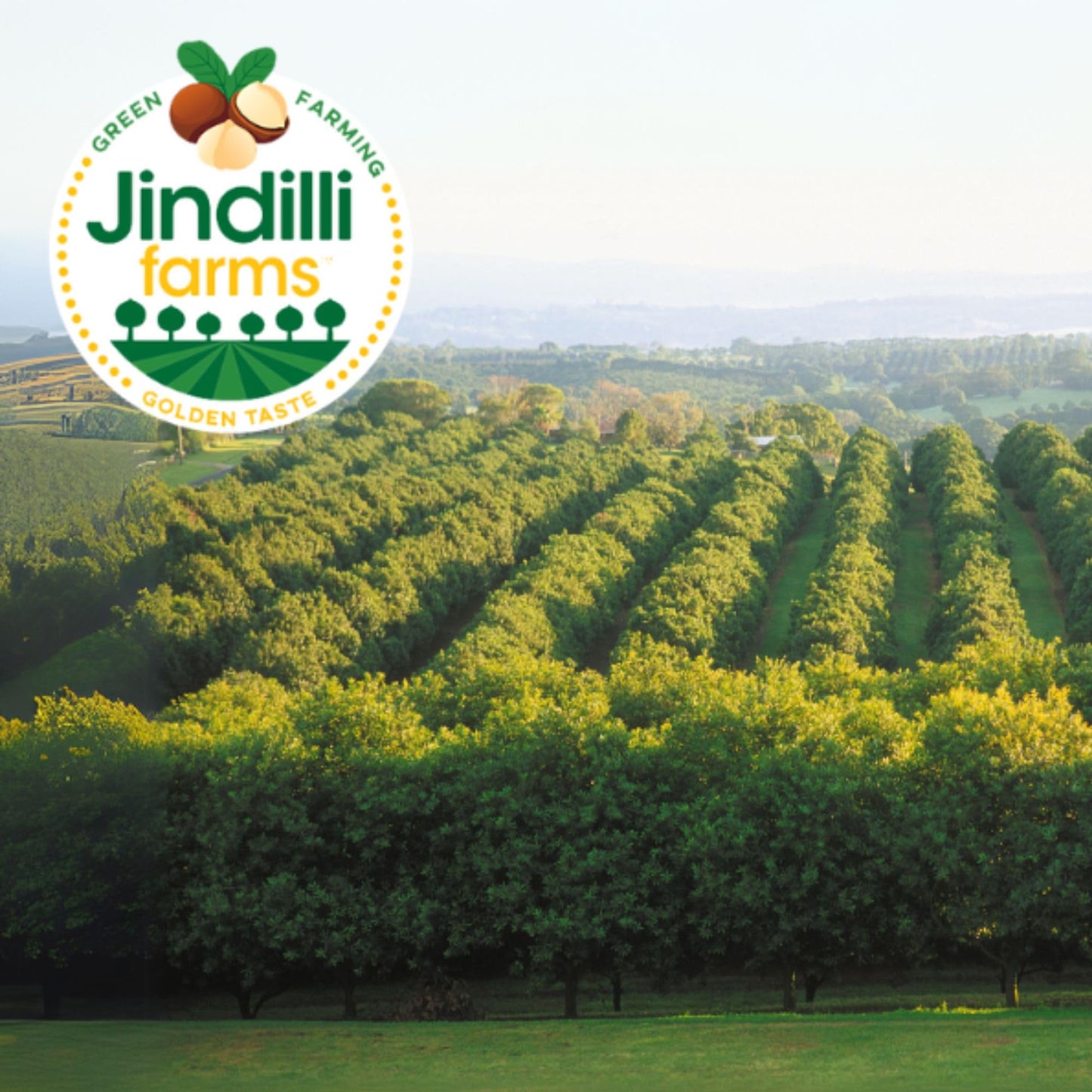 Jindilli Farms Macadamia Nut Cooking Oil, Cold Pressed, Non-GMO, Vegan, 8.5 Fl Oz