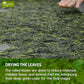 Premium Sencha Green Tea Bags, 100% Natural & Pure from Sencha Green Tea Leaves