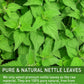 Olvvla Premium Nettle Leaf Tea, Caffeine-Free, Non-GMO, 60 Count