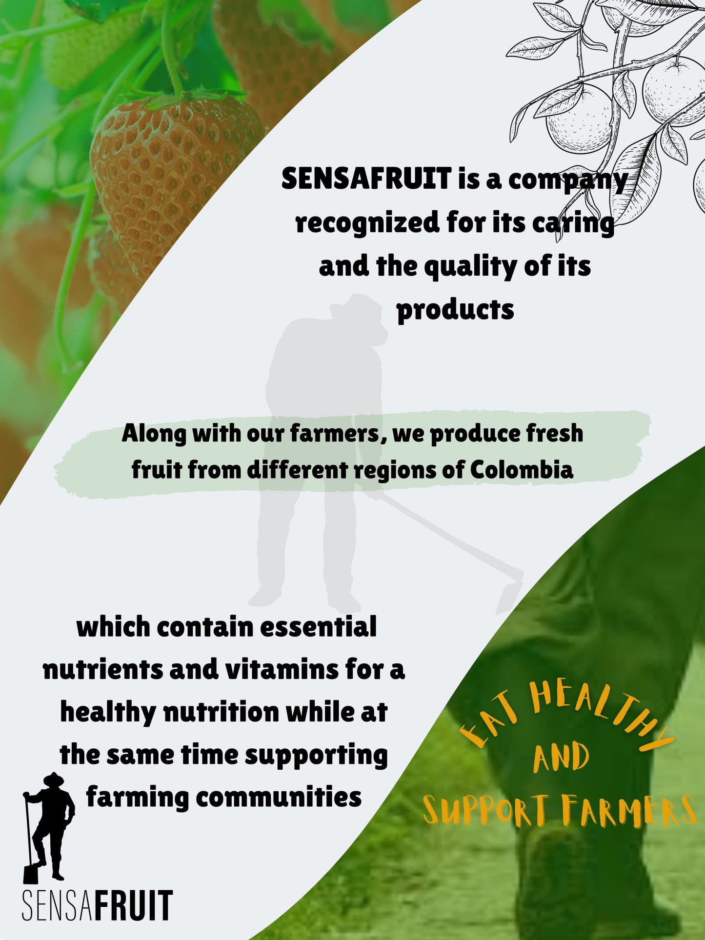 Sensafruit -Dried Kiwi - No Peel| 100% Natural | No Sugar Added, Unsulfured | Gluten Free | Perfect Snack For Your Family | Di