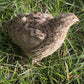 Silverbrook Eggs Farm Farm Fresh Quail Eggs - 1 Dozen (12 Eggs) - Multicolor