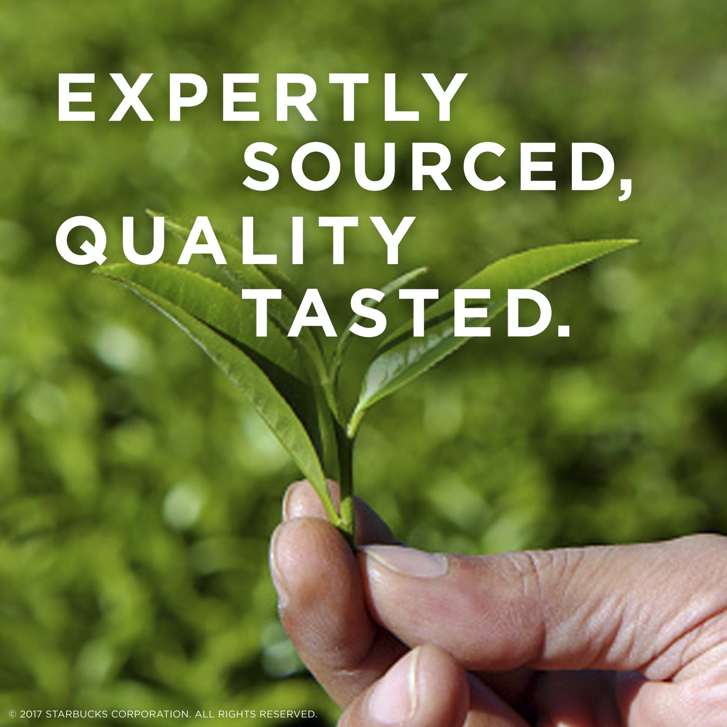 Tazo Tea Bag For A Warm Beverage China Green Tips Renew With Fresh-Tasting, Spring-Harvested Green Teas From China 20 Ct
