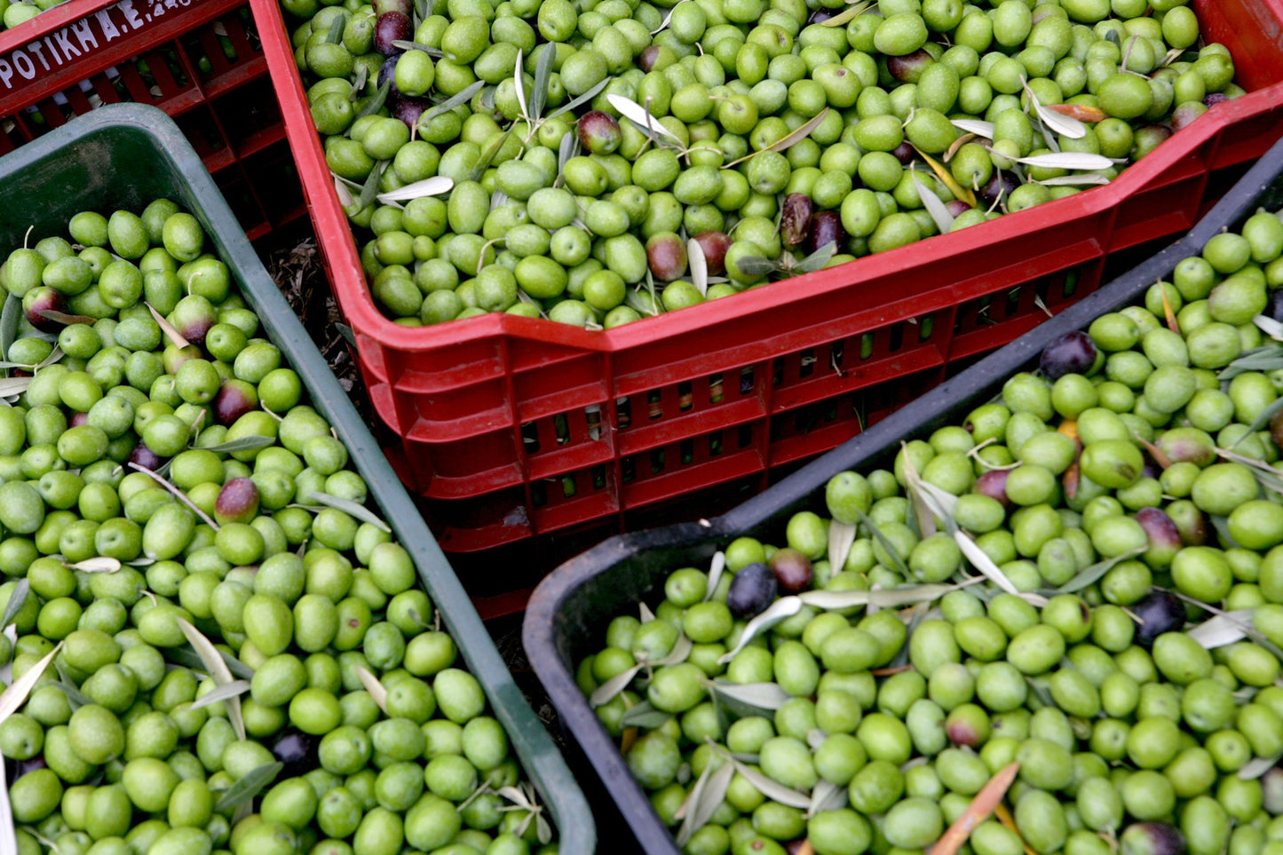 Gaea Organic Pitted Green Olives Non-Gmo Large Olives (8 Ct. 6 Oz Jars)