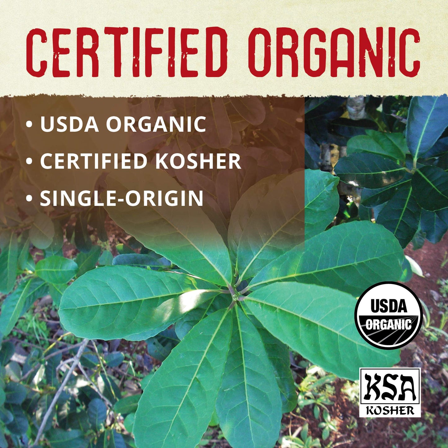 Ecoteas - Organic Yerba Mate Loose Leaf Tea - Unsmoked, Pure Leaf, 1 Lb - Detox Hi Caf Energy, 100% Organic From Argentina