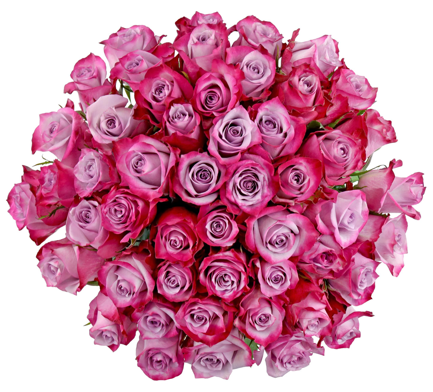 Benchmark Bouquets 50 Stem Premium Lavender Roses - 2 Bundles of 25, Fresh Flowers for Delivery, Model CB-972883